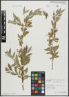 Foto von Salix alba L.